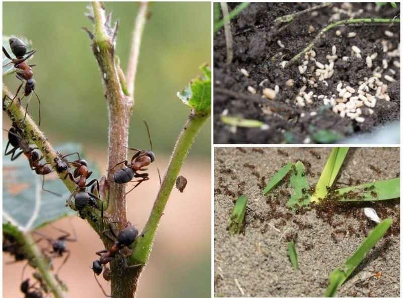 Как избавиться от садовых муравьев